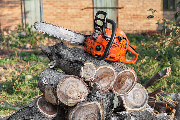 Tree Removal for Businesses in Lake Helen, FL